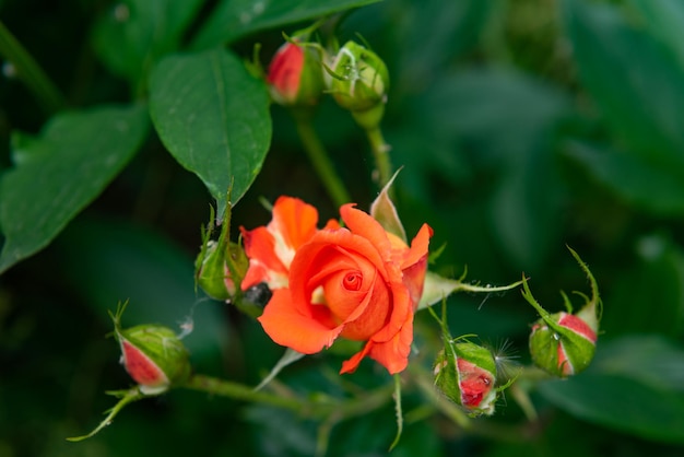 Rosa laranja no jardim