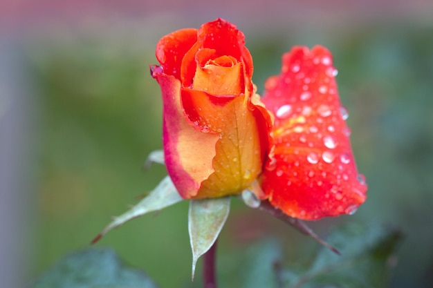Rosa laranja tenra em gotas de chuva com espaço de cópia Cartão Beleza da natureza Passatempo de floricultura