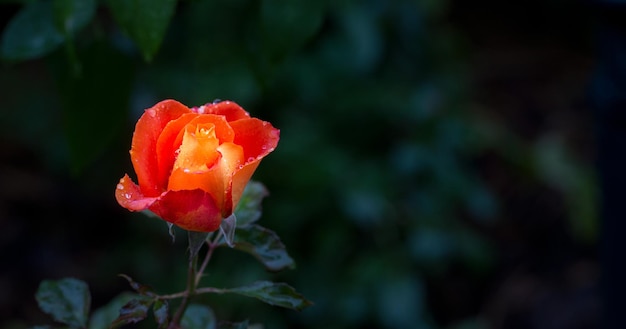 Rosa laranja tenra em gotas de chuva com espaço de cópia Cartão Beleza da natureza Passatempo de floricultura