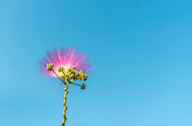 Rosa lila Albizia julibrissin flor cielo azul planta fondo copia botánica espacio árbol de seda