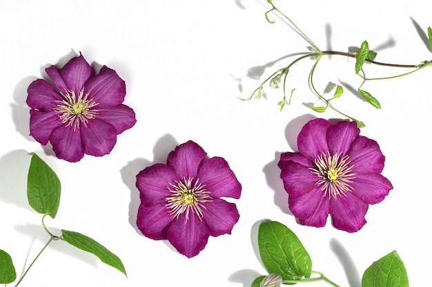 Rosa lila Clematisblüten isoliert auf weißem Hintergrund. Rahmen oder Rahmen für Ihren Text. Blumensommer oder Frühlingshintergrund. Grußkarte.