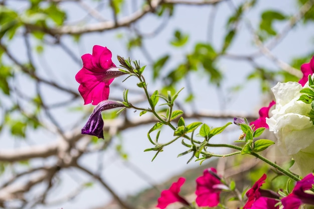 Rosa lila weiße Petunienblüten blühen