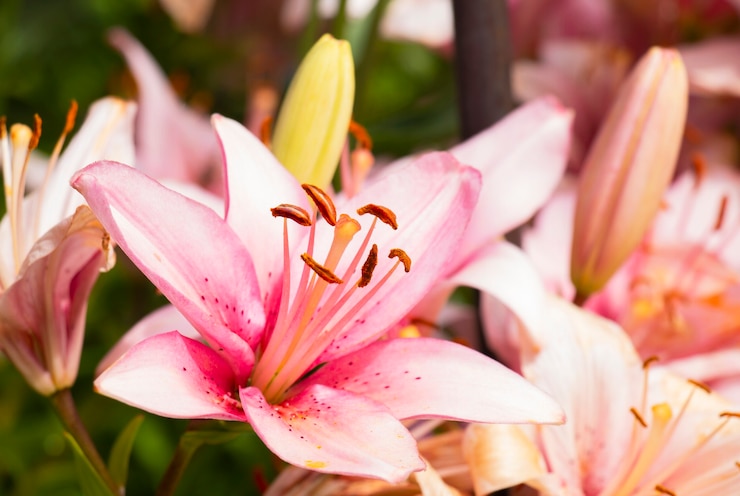 Foto rosa lilienblüten auf einem blumenbeet im sommer