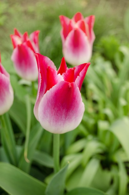 Rosa lilienförmige Tulpen Rosa lilienförmige Tulpen Flüsternder Traum, der im Garten blüht