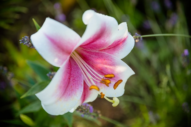 Rosa lilly en el jardín, Lily joop flores, Lilium oriental joop. Flor de lirio planta tropical que florece en el jardín. Elegantes flores rosadas hermosas