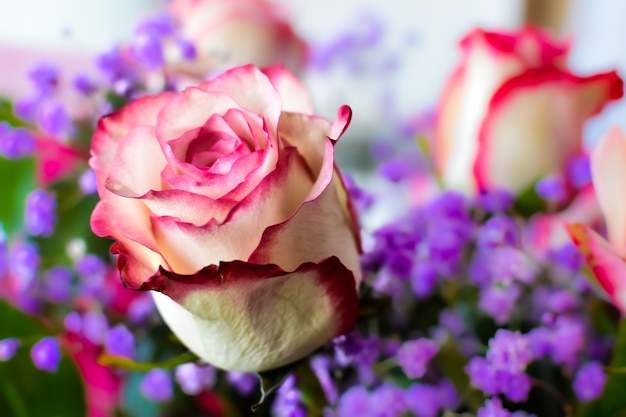 Rosa linda em close-up contra o fundo de pequenas flores de gipsófila, fundo desfocado