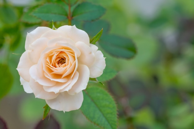 Rosa linda em um jardim