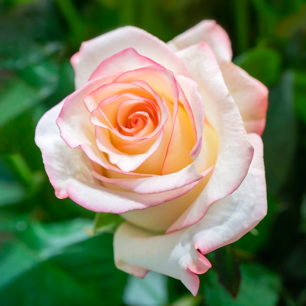 Rosa lindo casamento rosa