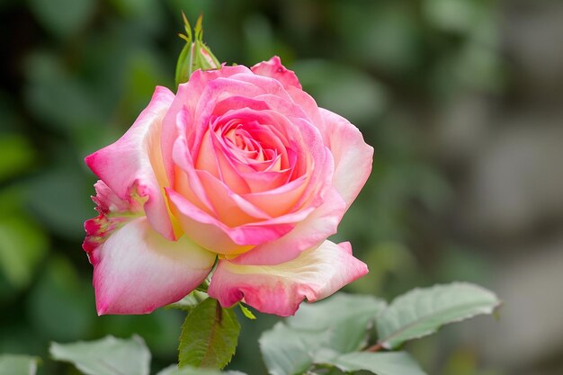 Foto la rosa de lirio