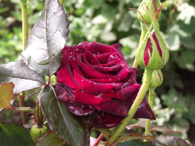 una rosa lluviosa