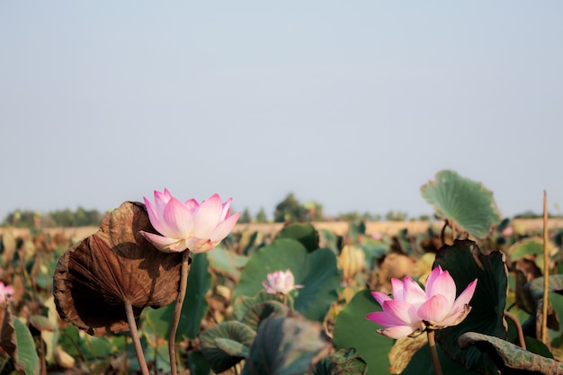 Rosa de loto en el cielo.