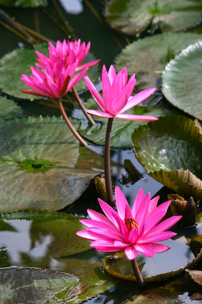 Rosa Lotos mit grünen Lotosblättern