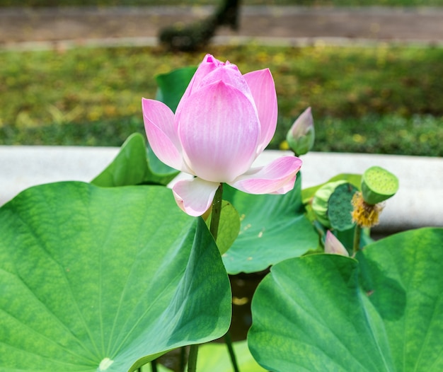 Rosa Lotos, Wasser Lilly, offene Blüte schön