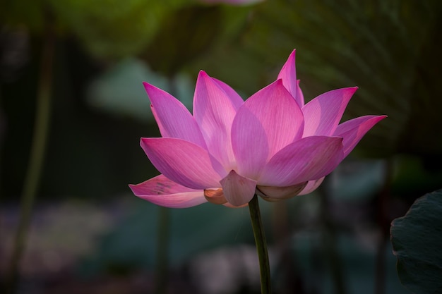 Rosa Lotosblume im Teich von Thailand