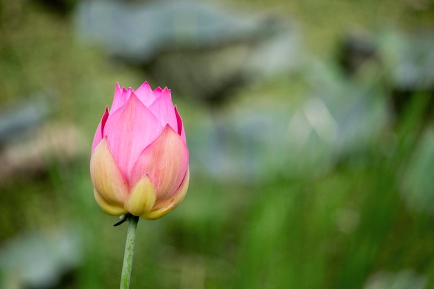 Rosa Lotosblumen blühen