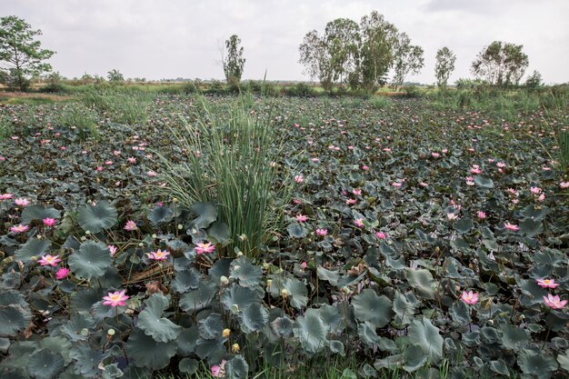 Rosa Lotosblumen blühen