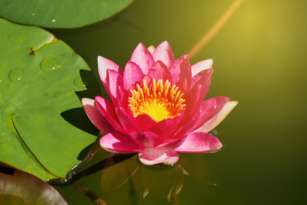 Rosa Lotoslilien-Wasserblume, die im See und im Sonnenlicht am Morgen blüht.