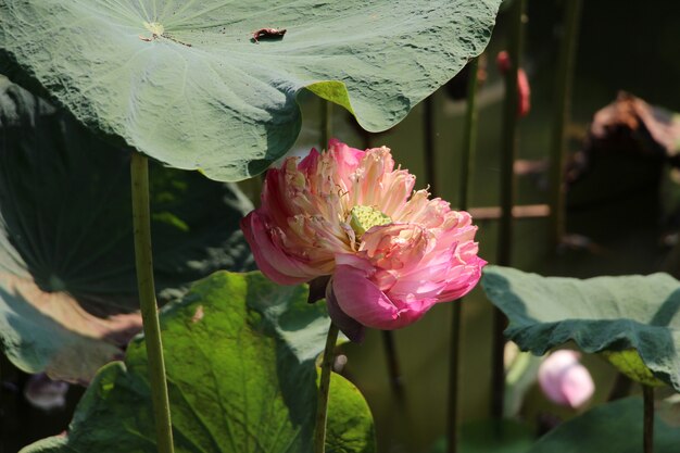 Rosa Lotoslilienblume und -blatt