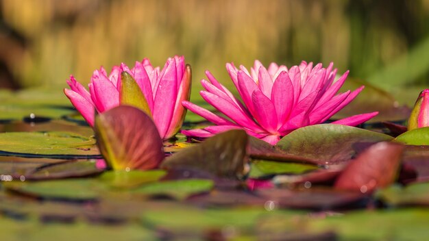 Rosa Lotus auf dem Teich