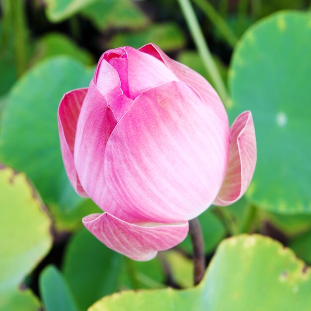 rosa Lotus auf Lotus Teich