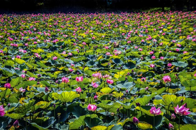 rosa Lotus auf Teich