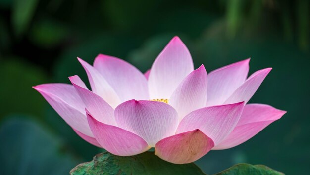 Rosa Lotus auf weichem grünem Hintergrund der Unschärfe