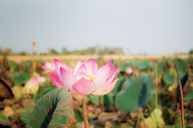 Rosa Lotus bei Sonnenlicht.