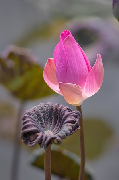 Rosa Lotus-Blume und Lotus-Blumenanlagen, selektive Farbe und Fokus