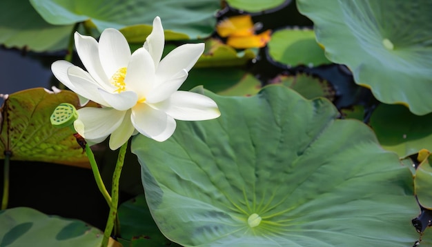 Rosa Lotus, der im Teich blüht