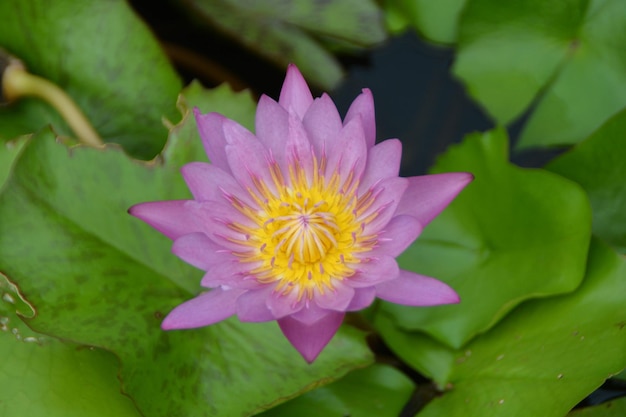 Rosa Lotus der Nahaufnahme im Wasserteich