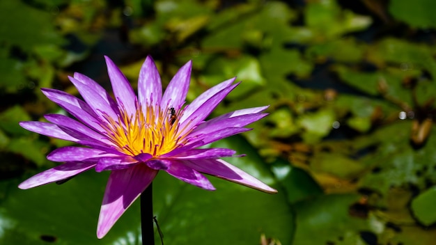 Rosa Lotus mit gelben Zapfen mit Bienen, die Nektar saugen