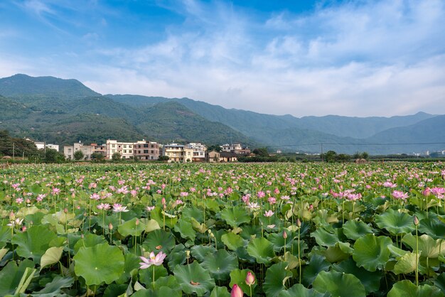 Rosa Lotus und grüne Lotusblätter im Lotusteich auf dem Land