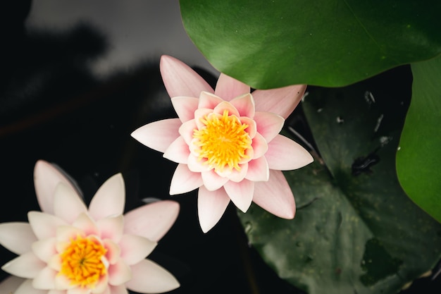 Rosa Lotusblüten im Teich-Naturkonzept-Hintergrund aus nächster Nähe