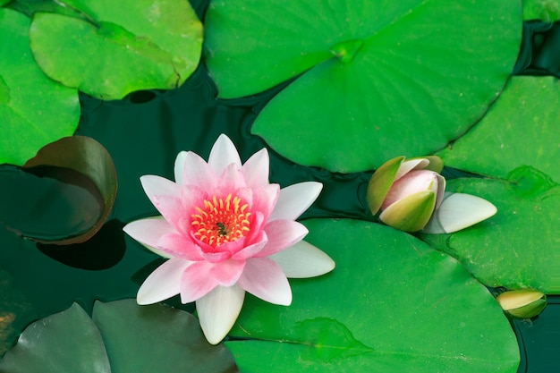 Rosa Lotusblume im Teich