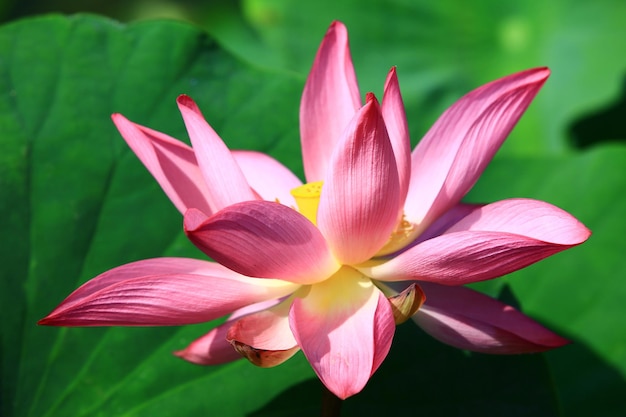 Rosa Lotusblume mit grünen Blättern, die im Teich wächst