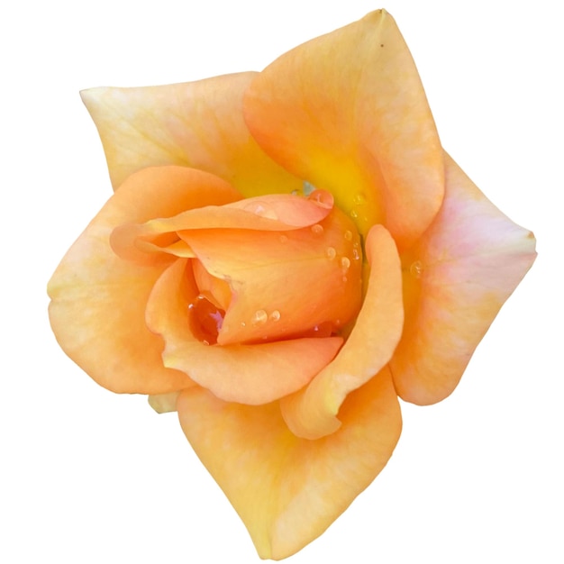 Foto rosa louis de funes flor de laranjeira fundo branco