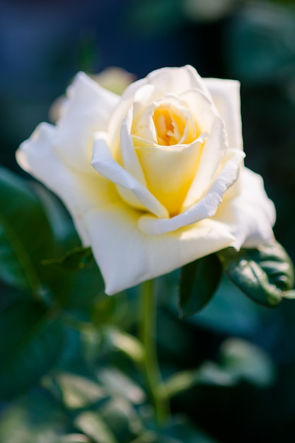 Rosa y luz cálida en jardín