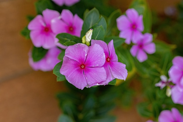 Rosa Madagaskar-Immergrün-Blume der Art Catharanthus roseus mit selektivem Fokus