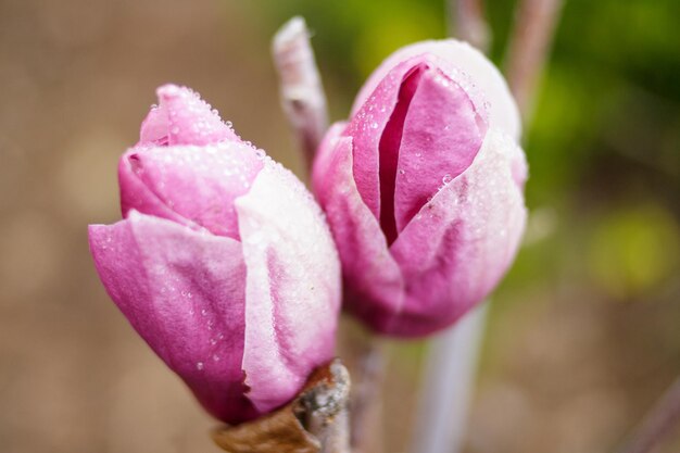 Rosa Magnoliablüte, die mit Tau bedeckt ist