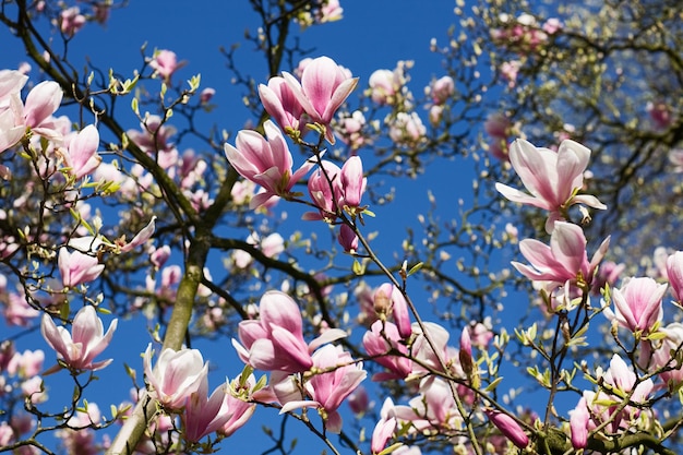 Rosa Magnolienblüten im April