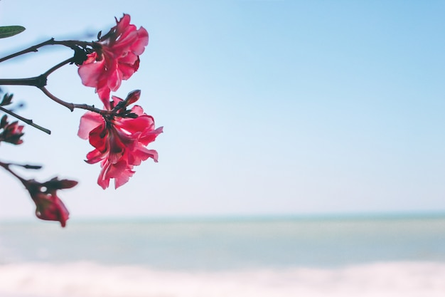 Rosa Magnolienblume auf dem Meer