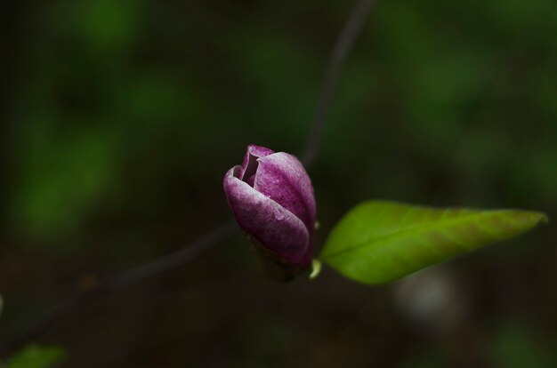 Rosa Magnolienblumennahaufnahme 2