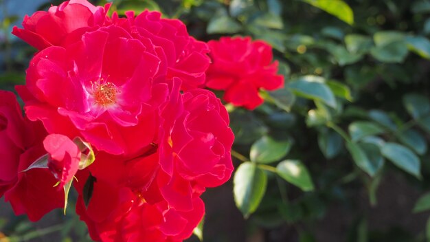 Rosa Mainaufeuer de cor vermelha. close-up atirando no Japão de Hokkaido.