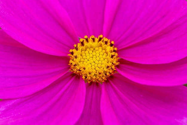 Rosa Makroblumen und StaubblätterPetunienblüten Makrostaubblätter und Pollen