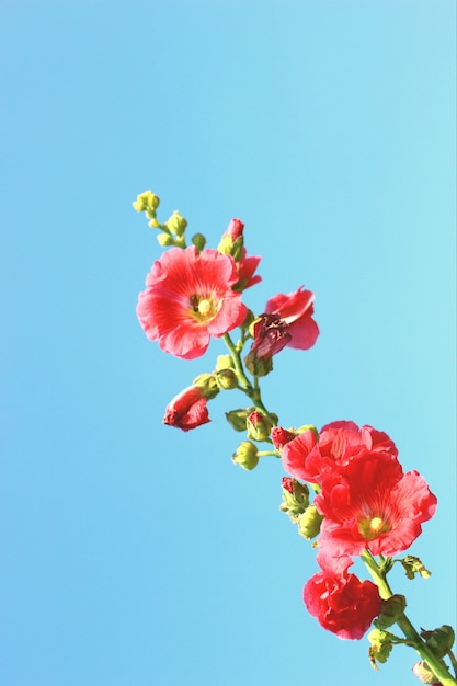 Foto rosa malva (althaea rosea) flores flores con fondo de cielo azul con selectiva en la parte inferior una flor