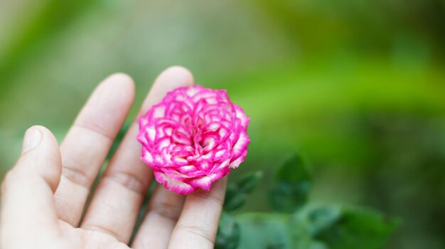 Rosa en mano Sosteniendo flor en mano