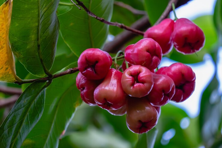 Foto rosa manzana y planta