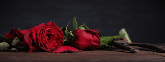 Rosa marchita sobre fondo gris oscuro y mesa de madera con pétalos y hojas de otoño, concepto de diseño de triste romance del día de San Valentín, roto, copia, espacio.