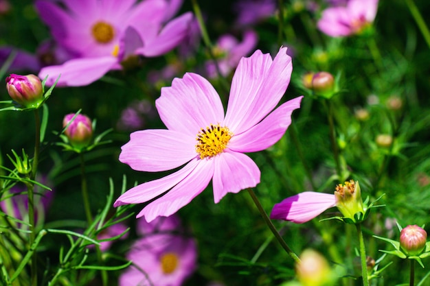 Rosa mexikanische Asterblumen im hellen Sonnenscheintag des Gartens auf einer Wand der grünen Blätter.