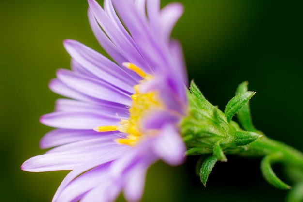 Foto rosa mexikanische sonnenblume und grüne blätter